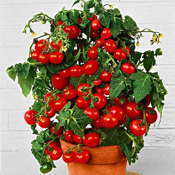 Какой сорт помидоров можно выращивать на подоконнике?