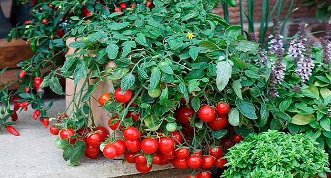 Какие помидоры можно выращивать зимой на подоконнике?