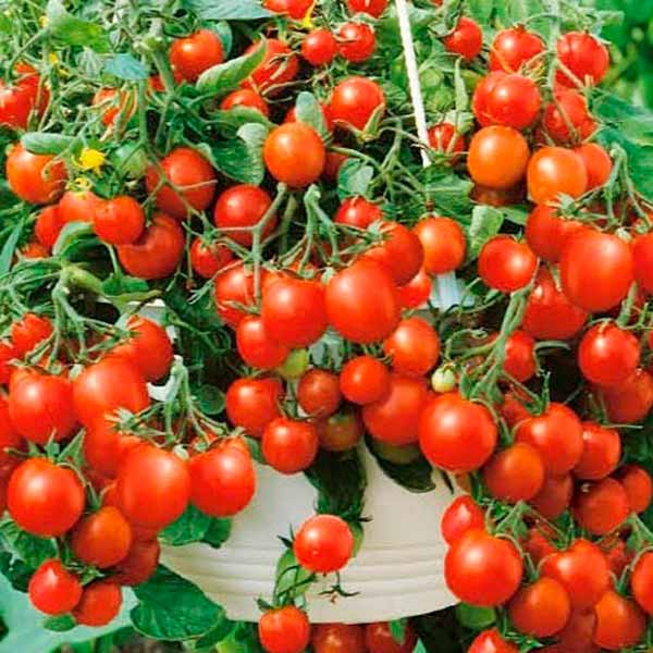 Какие сорта помидоры можно выращивать на подоконнике?