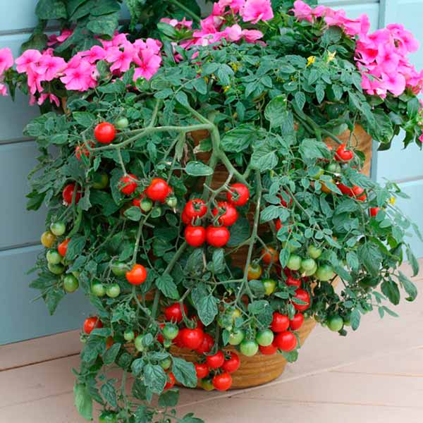 Какие сорта томатов можно выращивать на подоконнике зимой?