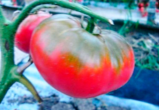 Лучшие сорта крупноплодных розовых томатов: посадка и уход