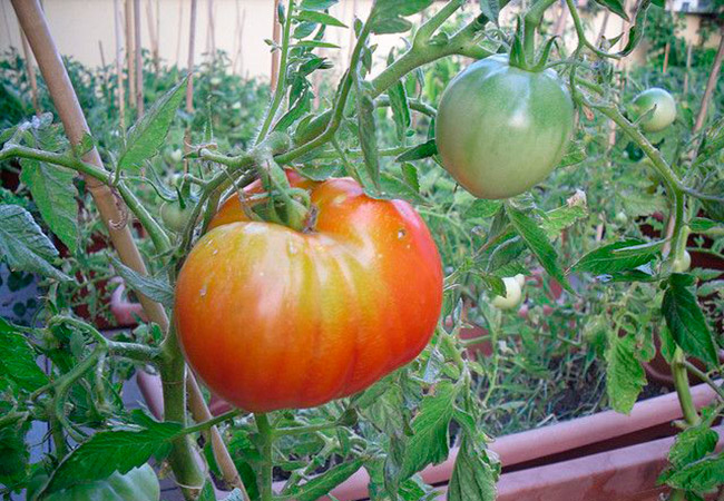 Лучшие сорта крупноплодных томатов: посадка и уход