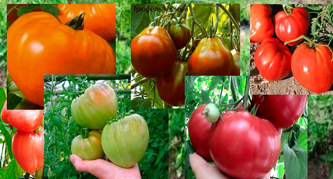 Лучшие сорта крупных помидор: посадка и уход