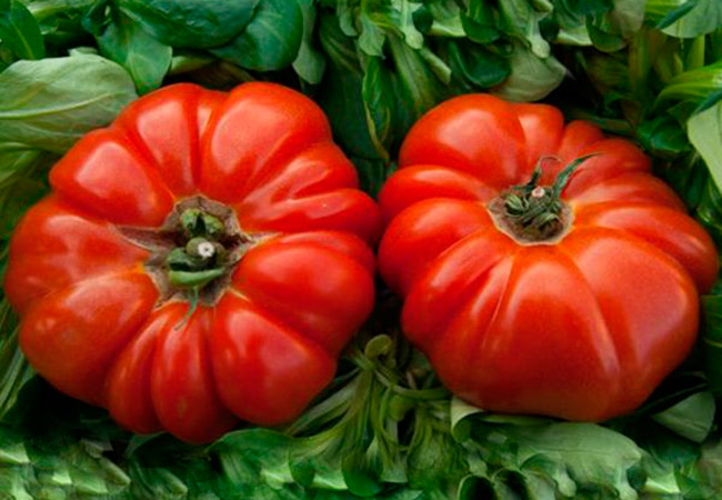 Лучшие крупноплодные сорта томатов: посадка и уход