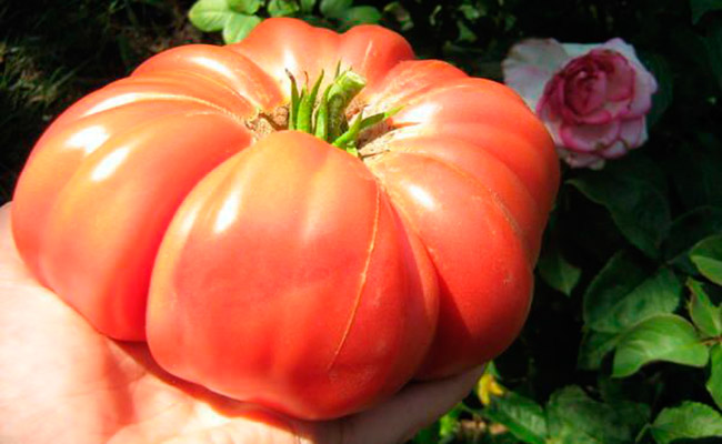 Лучшие сорта крупных томатов: посадка и уход
