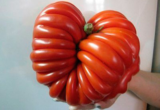 Лучшие сорта томатов для неотапливаемых теплиц