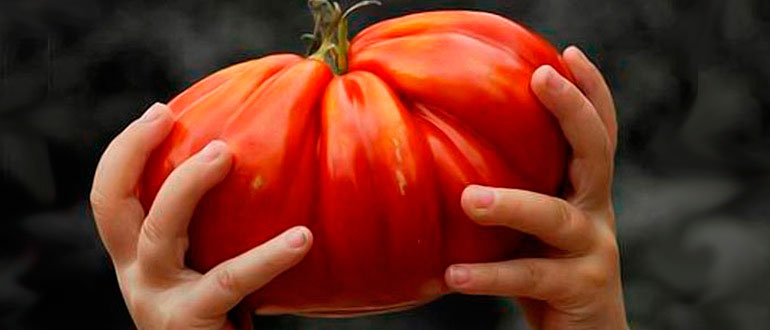Лучшие сорта помидоров для открытого грунта   какие сорта помидор (томатов) самые урожайные