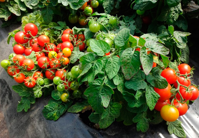 Низкорослые томаты для теплицы
