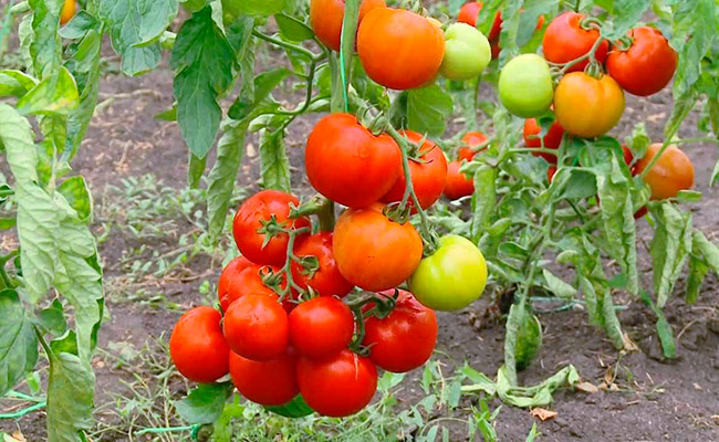 Штамбовые сорта помидор для открытого грунта, томат антошка
