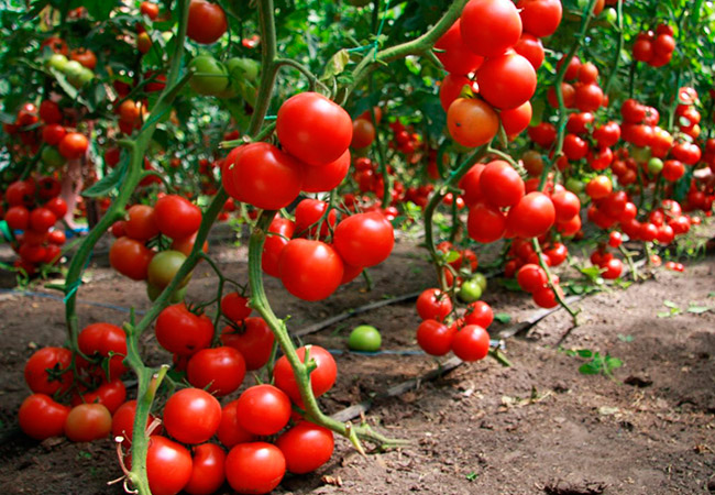 Штамбовые помидоры лучшие сорта: посадка и уход