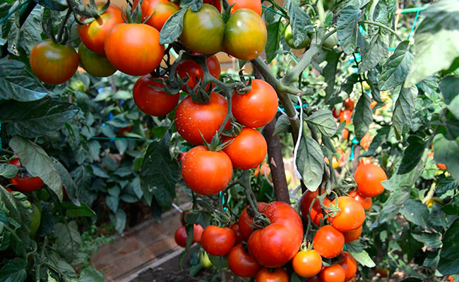 Штамбовые помидоры лучшие сорта: посадка и уход