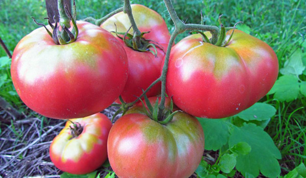 Томат Микадо розовый: характеристика и описание сорта с фото, советы по выращиванию семян, урожайность помидора, отзывы тех, кто сажал