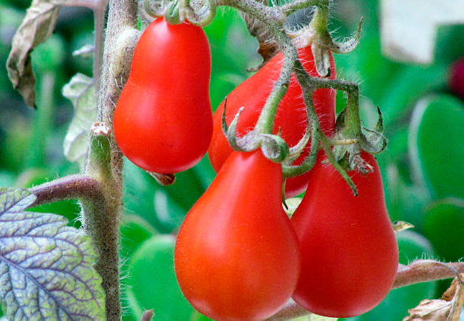 Груша красная: описание сорта томата, характеристики помидоров, посев