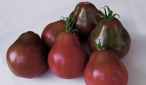 Как вырастить томат японский трюфель