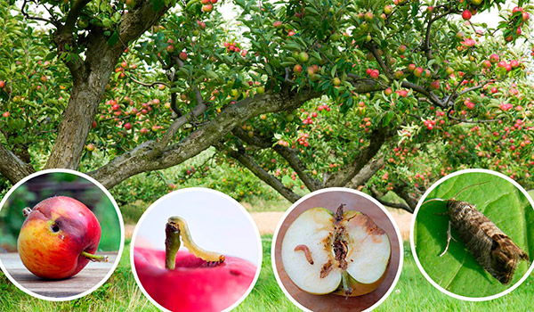 Защита яблони от бактериальной инфекции