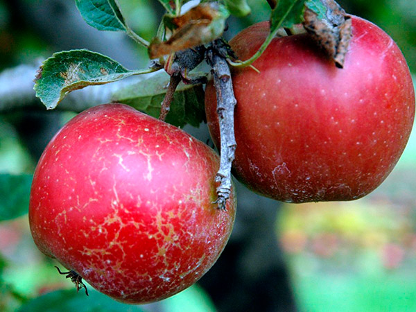 Средства для опрыскивания яблонь от вредителей и болезней thumbnail