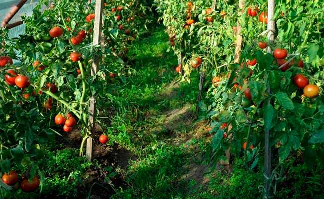 Лучшие сибирские сорта томатов: посадка и уход