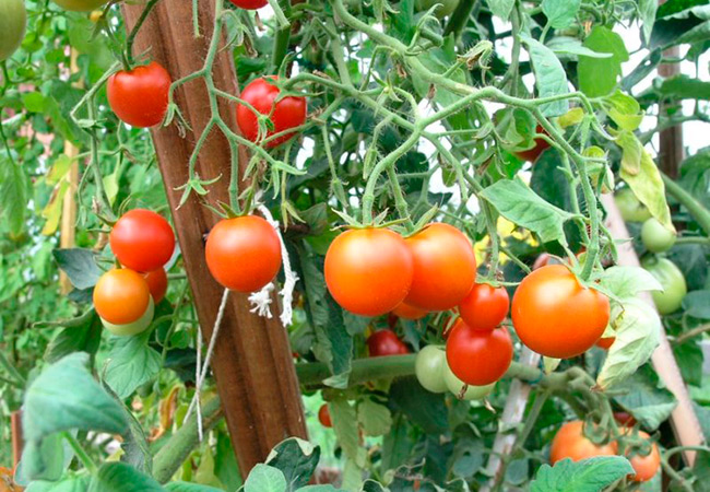 Лучшие сорта сибири томатов: посадка и уход