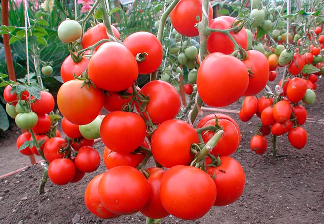 Описание и характеристики сорта помидоров Томат Мамин Сибиряк