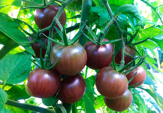 Черные помидоры фото