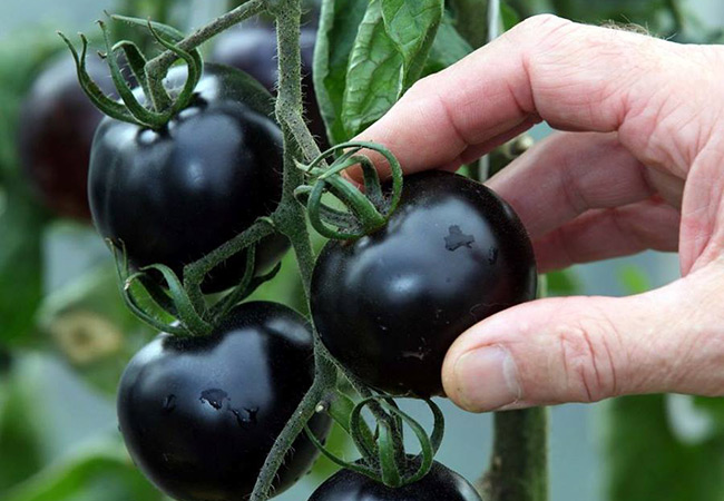Темные помидоры лучшие сорта: посадка и уход