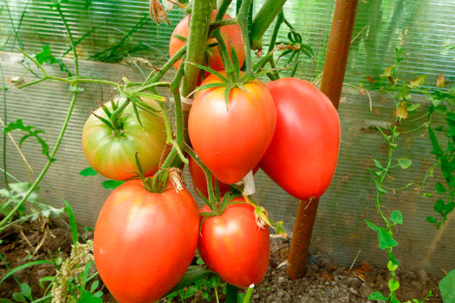 Сорт помидор которые не боятся болезней thumbnail