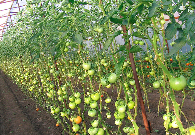 Какие томаты самые урожайные? Обзор лучших высокорослых сортов с фото