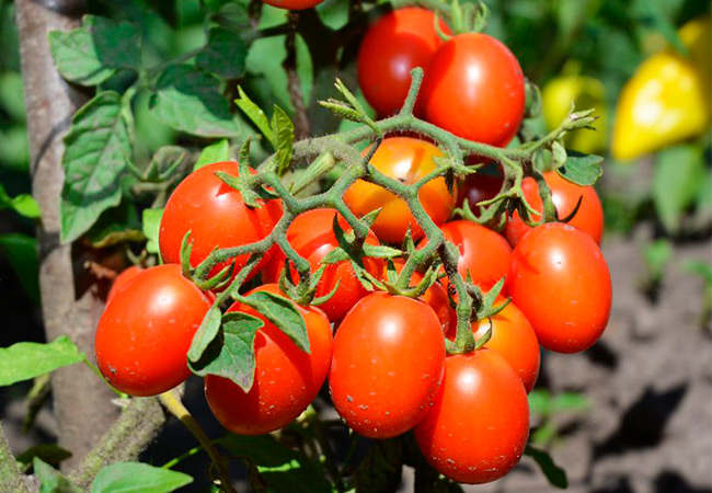 Лучшие сорта высокорослых томатов: посадка и уход