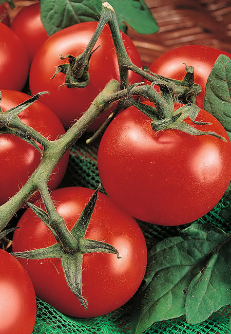 Сорта помидоров выращиваемых в теплицах в беларуси