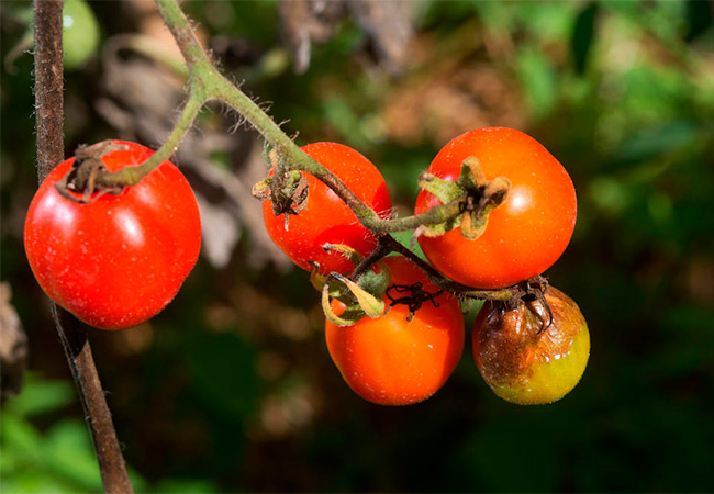 Болезни помидоров в открытом грунте и борьба с ними фото thumbnail