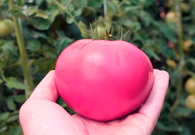 Все о розовых сортах томата: крупные виды, характеристики и описание