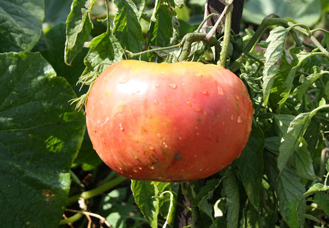 Лучшие сорта розового помидора: посадка и уход