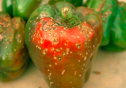Болезни перца болгарского в открытом грунте thumbnail