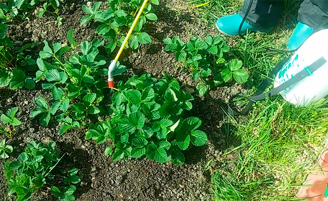 Огородный и садовый «лекарь» - фунгицид Топаз, особенности препарата, отзывы, когда обрабатывать
