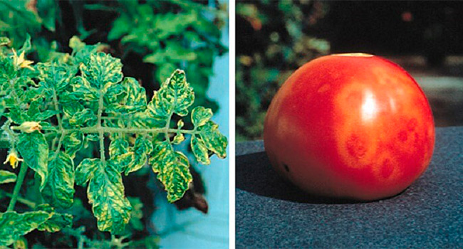 Профилактика и лечение томатов от вируса табачной мозаики
