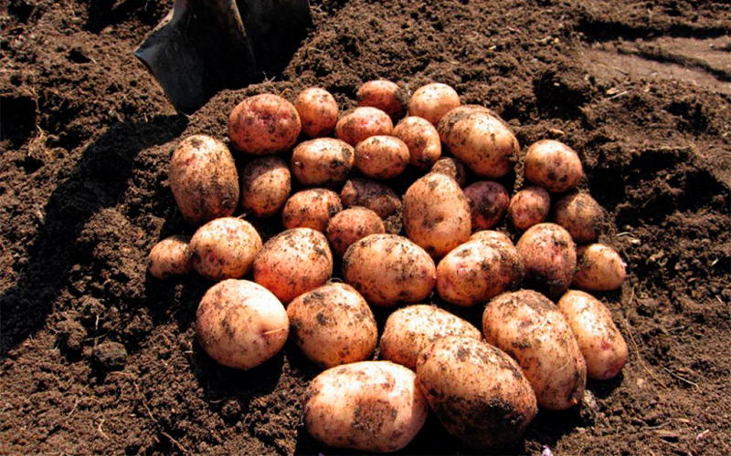 Виды картофельной нематоды в России