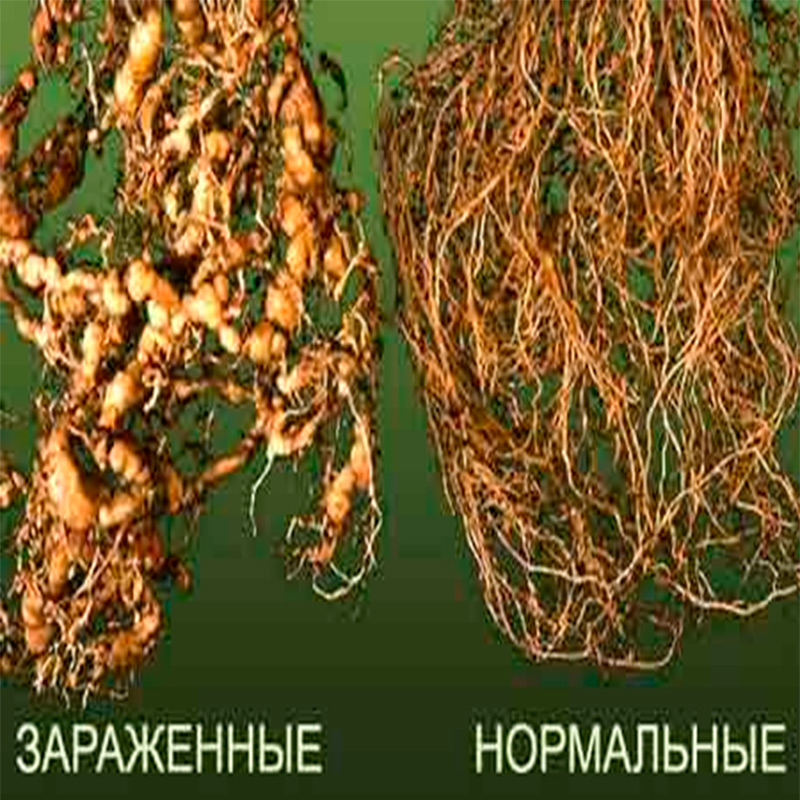 Виды картофельной нематоды в России