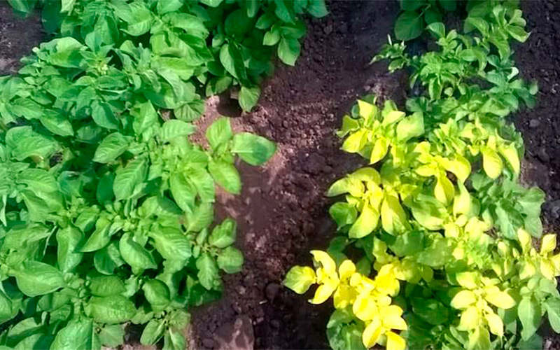 Почему желтеют листья картофеля в июле