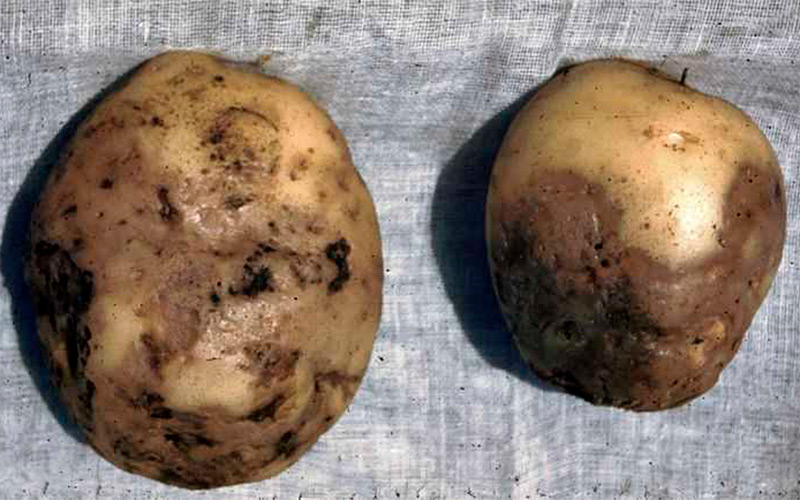 Почему чернеет картофель