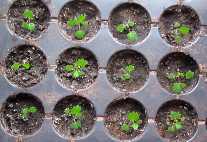 Как выращивать в домашних условиях клубнику из семян?