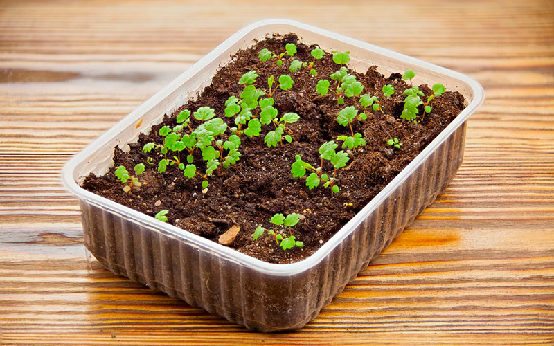 Выращиваем клубнику из семян в домашних условиях
