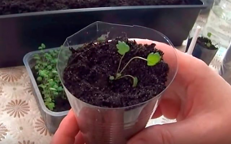 Выращиваем клубнику из семян в домашних условиях