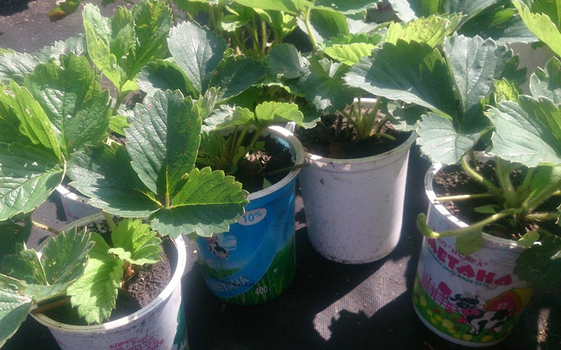 Как выращивать в домашних условиях клубнику из семян?