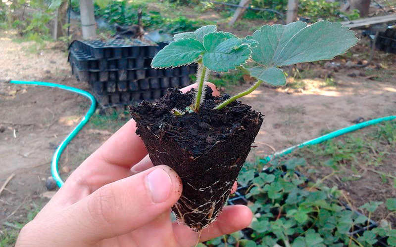Как выращивать землянику в домашних условиях из семян?