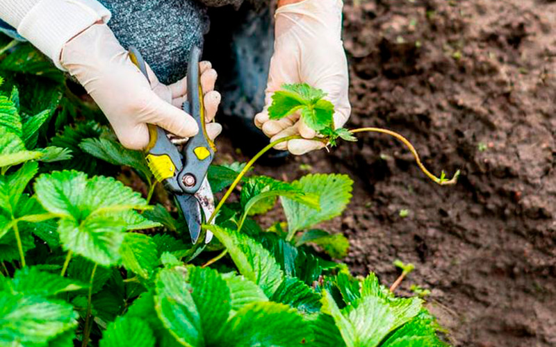Как выращивать ремонтантную клубнику в открытом грунте?