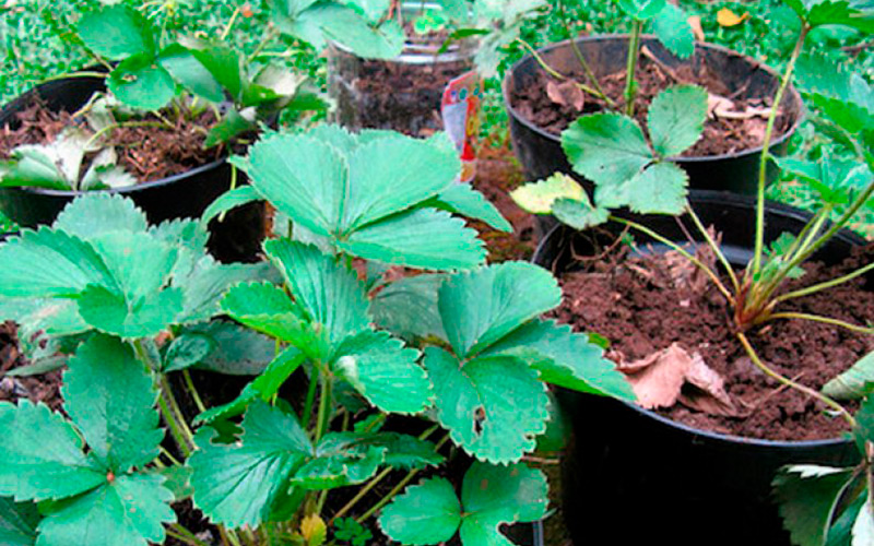 Как выращивать ремонтантную клубнику в открытом грунте?