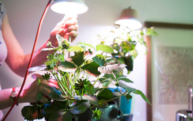 Как можно выращивать клубнику в домашних условиях?