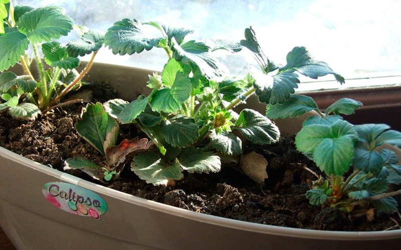 Как в домашних выращивать клубнику?