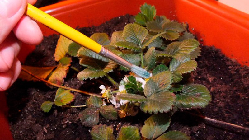 Как правильно выращивать клубнику на подоконнике?