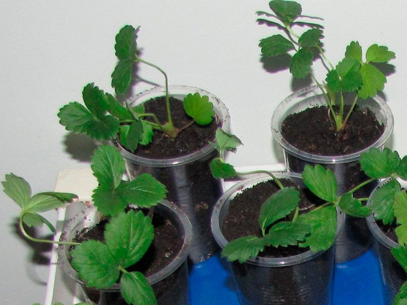 Возможно ли выращивать клубнику круглый год в квартире